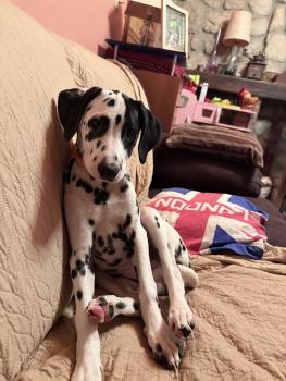 Penny, Dalmatian