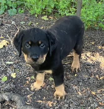 Finn, Rottweiler