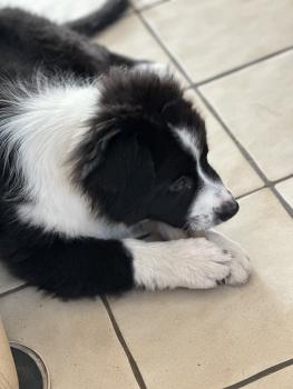 Ziva, Pastor Australiano