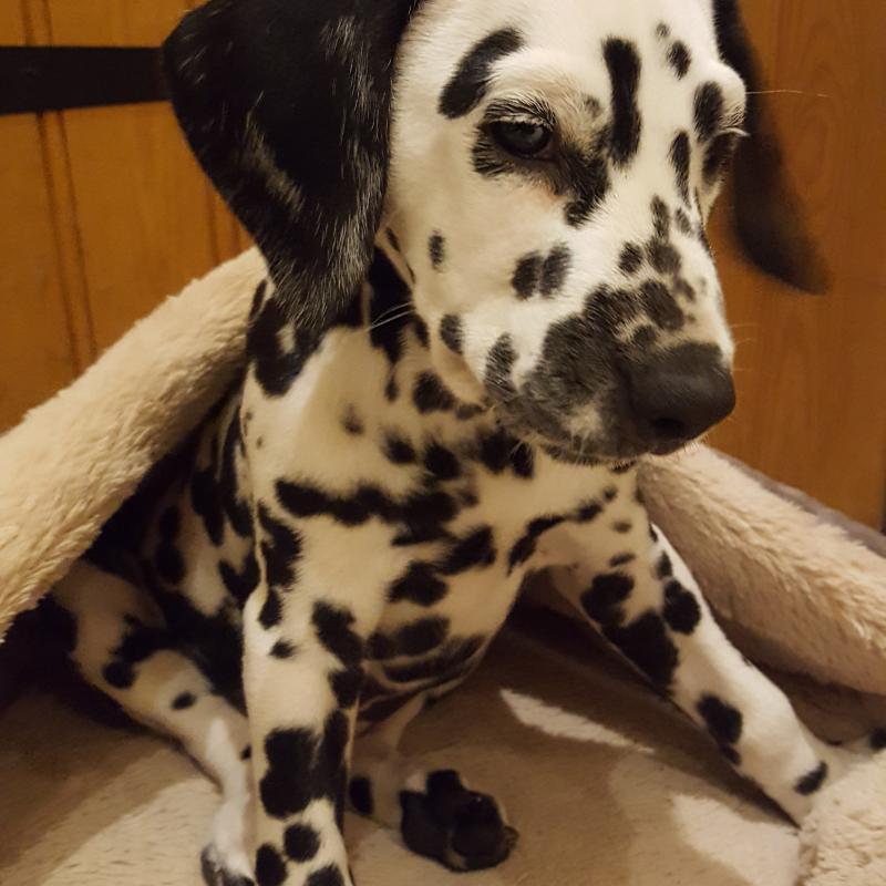 Puppy growth chart Brody, Dalmatian, Male