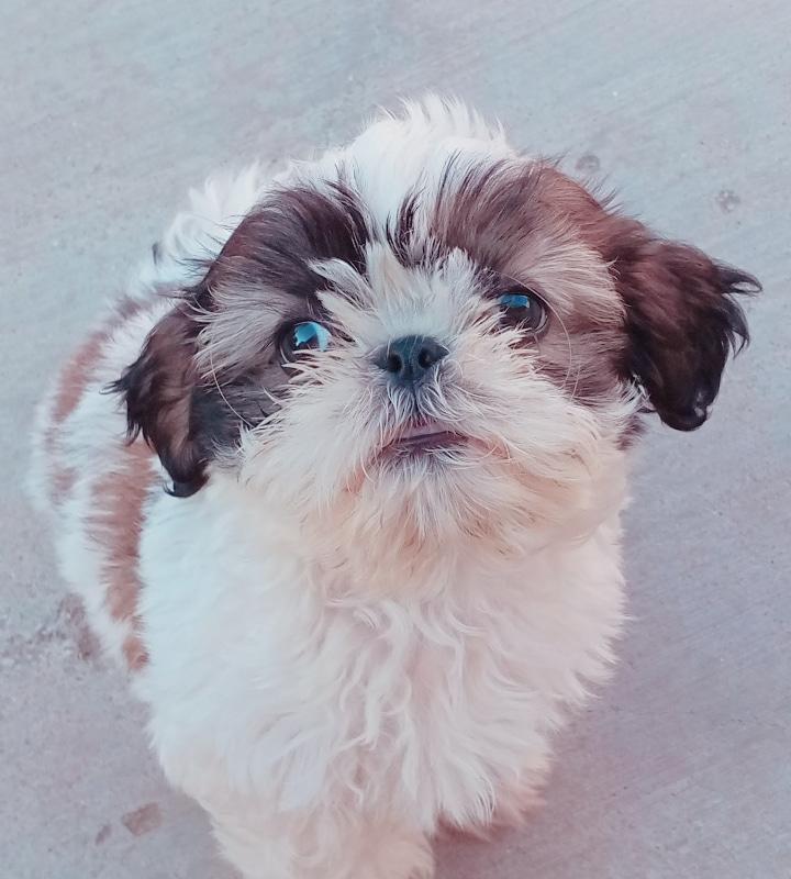 Puppy Growth Chart Sonaa Shih Tzu Female