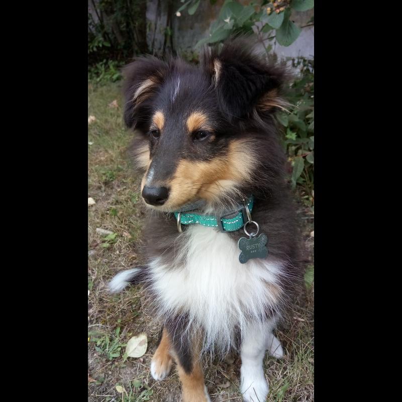 Poids Du Border Collie Adulte Toutoupourlechien Com