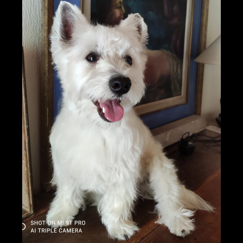 Growth Westies Puppy weight chart Westies