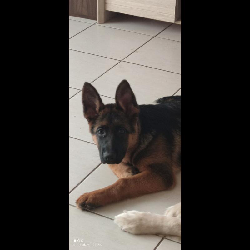 Croissance Berger Allemand La courbe de poids du chiot Berger Allemand