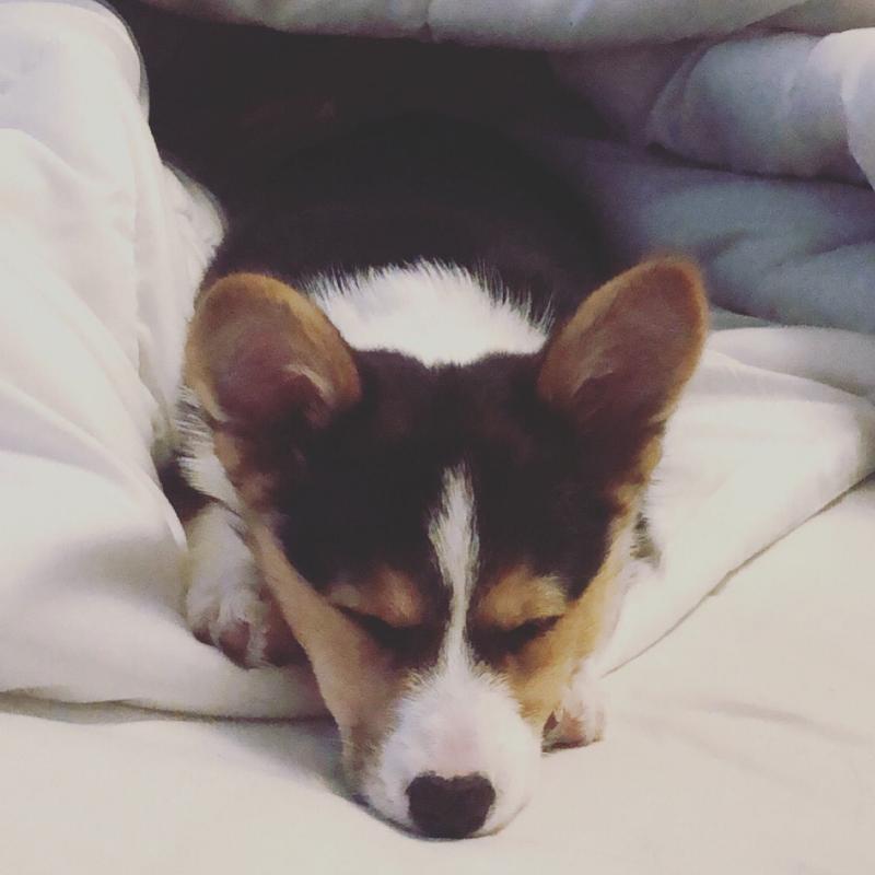 Growth Welsh Pembroke Puppy weight chart Welsh Pembroke