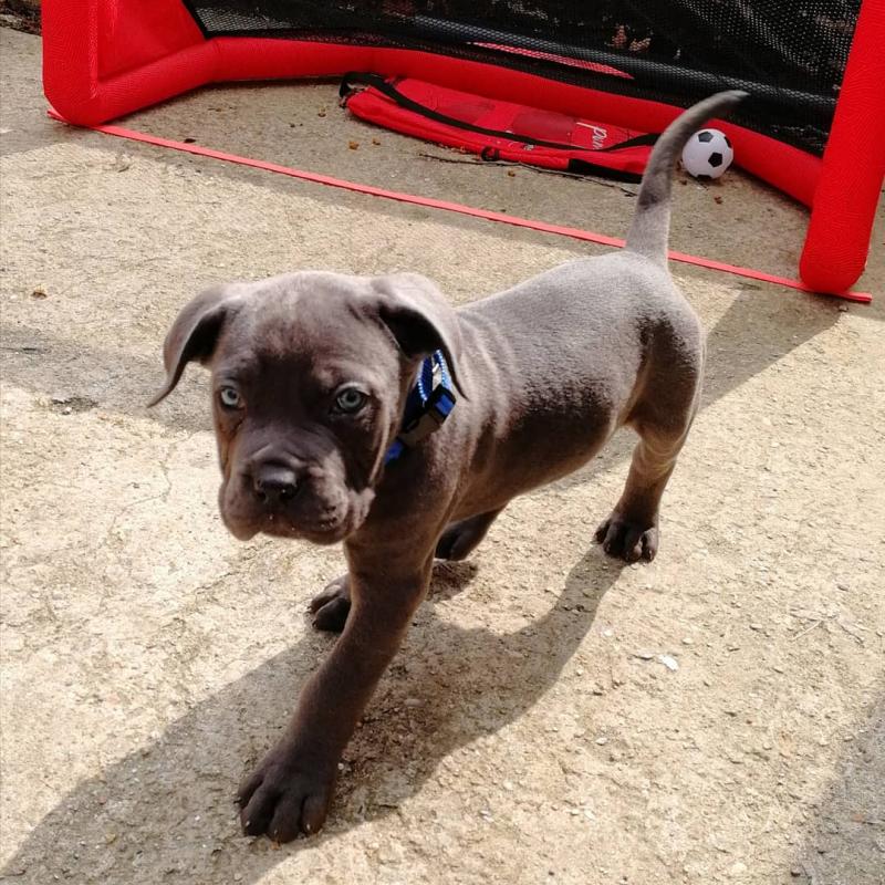 Growth Cane Corso Puppy Weight Chart Cane Corso