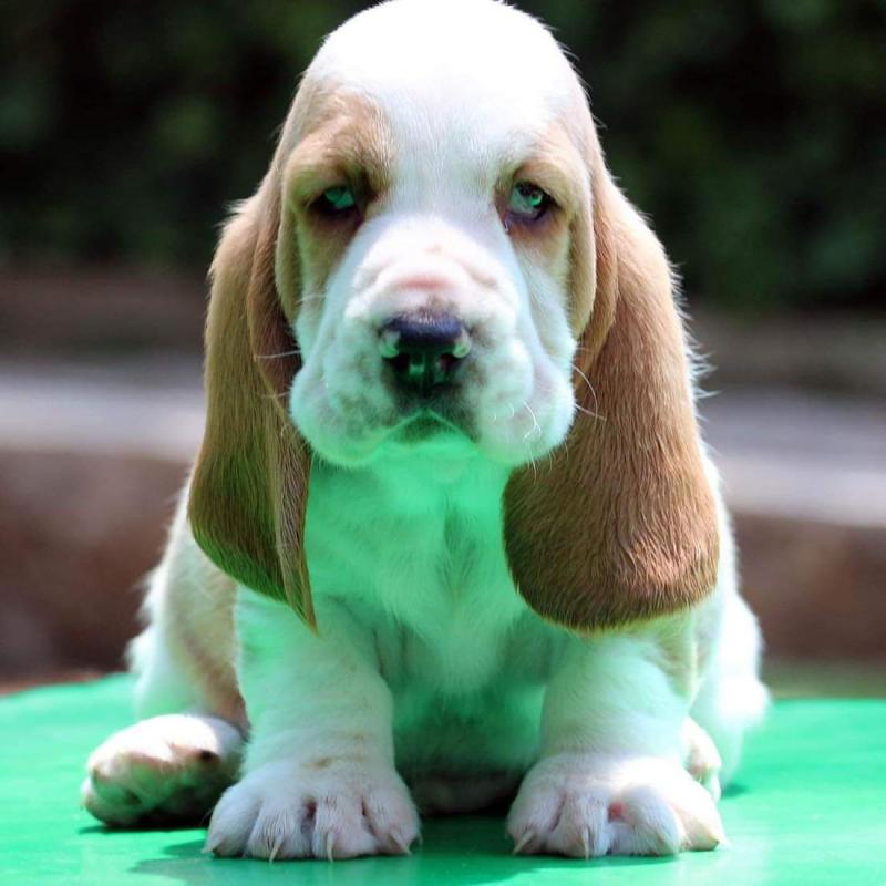 Growth Basset Hound Puppy weight chart Basset Hound