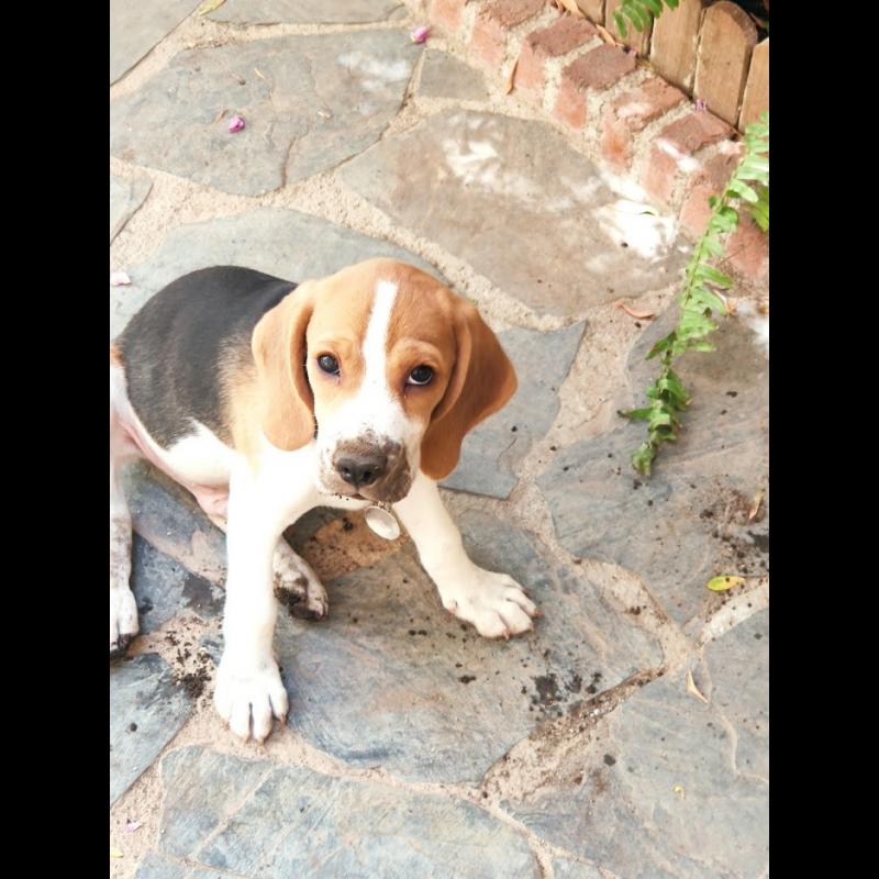 Growth Beagle Puppy Weight Chart Beagle