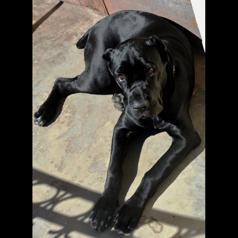 Growth Cane Corso Puppy weight chart Cane Corso