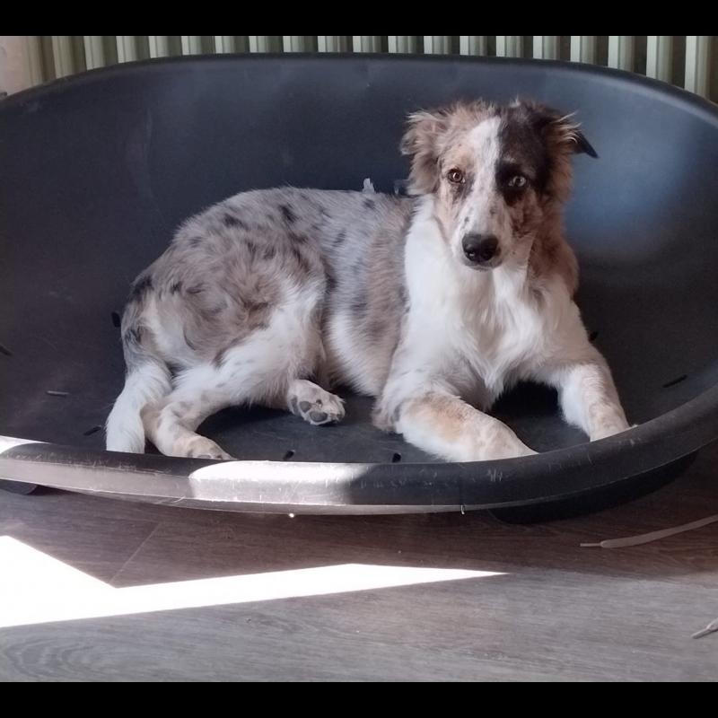Croissance Berger Australien La courbe de poids du chiot Berger Australien
