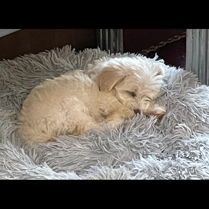 Courbe De Croissance Du Chiot Chipie Bichon Maltais Femelle