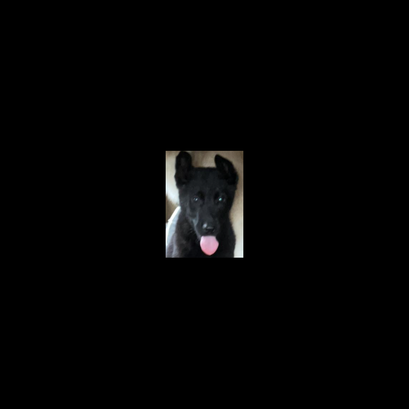 Croissance Berger Allemand La courbe de poids du chiot Berger Allemand