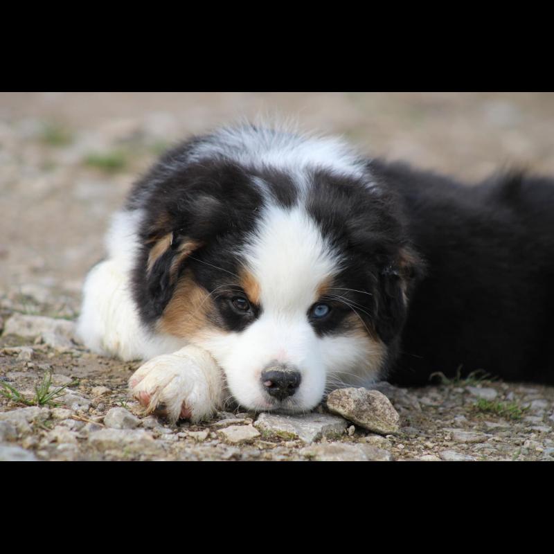 Croissance Berger Australien La courbe de poids du chiot Berger Australien