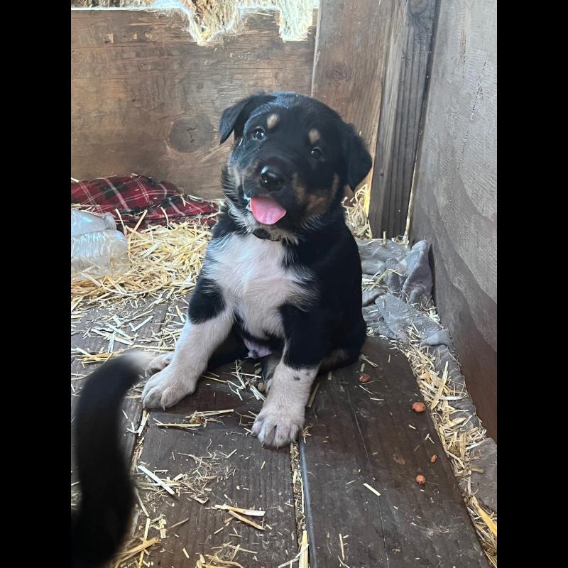 Croissance Montagne des Pyrenees La courbe de poids du chiot