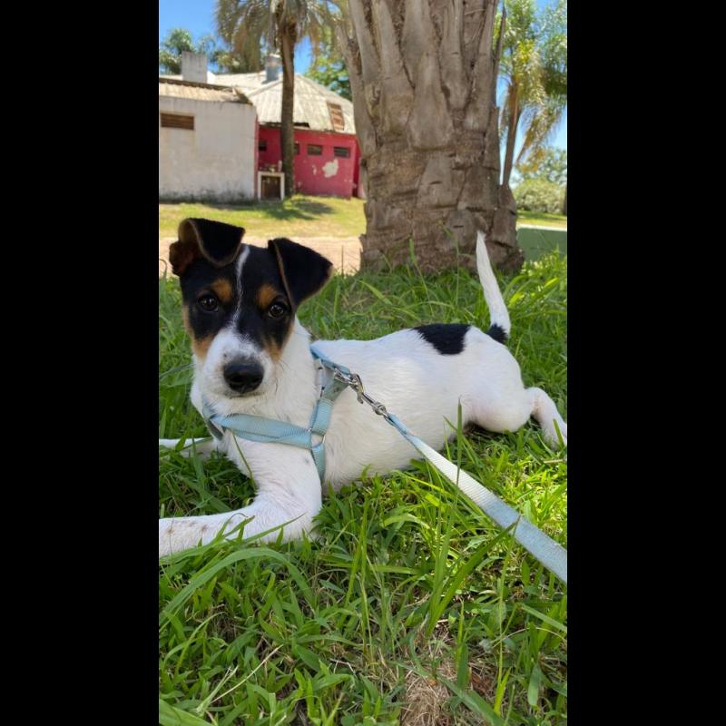 Croissance Jack Russell La courbe de poids du chiot Jack Russell