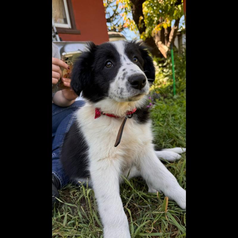 18+ Border Collie Growth Chart