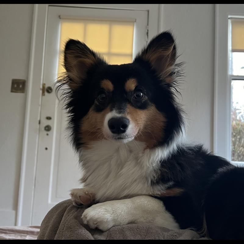 Growth Welsh Pembroke Puppy weight chart Welsh Pembroke