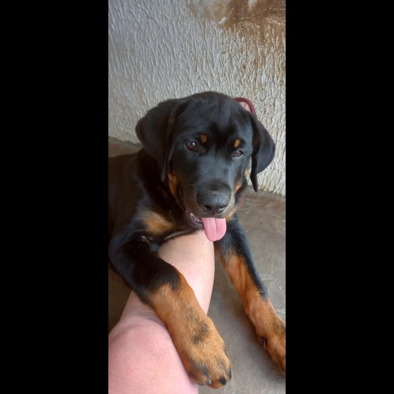 cuanto pesa una hembra rottweiler