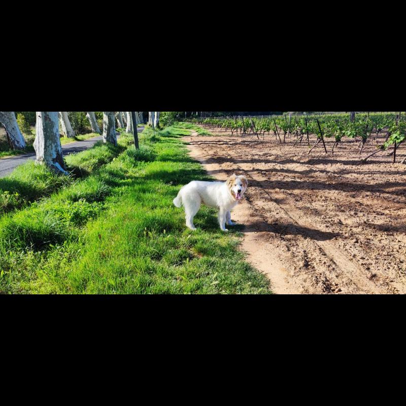 Croissance Montagne des Pyrenees La courbe de poids du chiot