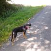 LUNA, Beauceron