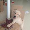 Snoopy, Labrador
