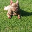 Moka, Bulldog Francés