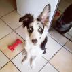 Nitro, Border Collie