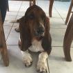 Mammouth, Basset Hound