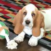 Merry Christmas, Basset Hound