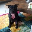 NESSIE, Staffordshire Bull Terrier