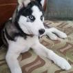 ice, Husky Siberiano