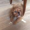 Oxford, Cavalier King Charles Spaniel