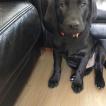 Nino, Labrador