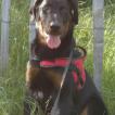 Beliyaal, Pastor Beauceron