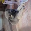 Nicky, Eurasier