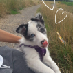 Naïka, Border Collie