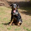 Narcos, Beauceron