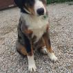 Elvis, Beauceron