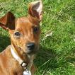 django, Pinscher (Alemán)