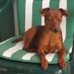 mady, Pinscher (Alemán)