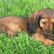 Nox, Dachshund (Pelo Largo)