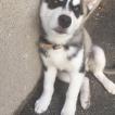 Narko, Husky Siberiano