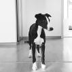 Nuage, Whippet