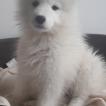 Nina, Samoyedo