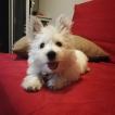 Patrick, Westies