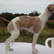 new boy, Whippet