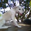 nickel ange, Whippet