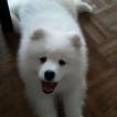 Nosca, Samoyedo