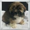 Noun, Lhassa Apso