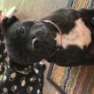 Naya, Staffordshire Bull Terrier